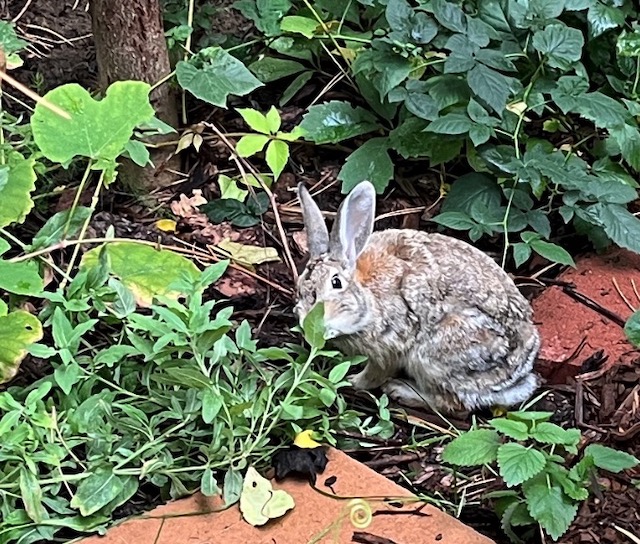 コロラドのうさぎ  Cottontail ワタオウサギ