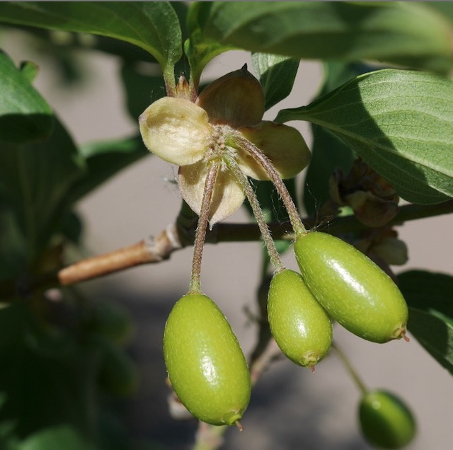 Cornelian Cherry Dogwood アメリカの木 アメリカの樹木 ミニガイド・ミニ図鑑