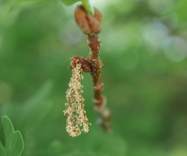 アメリカの木 English Oak　花