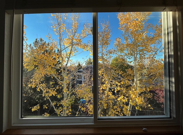 窓から見るアスペンの木の黄葉