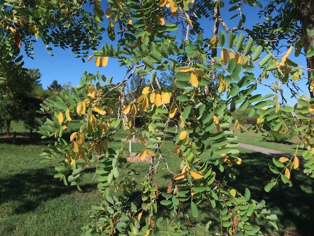 Locust  ニセアカシア frisia golden locust -アメリカの木