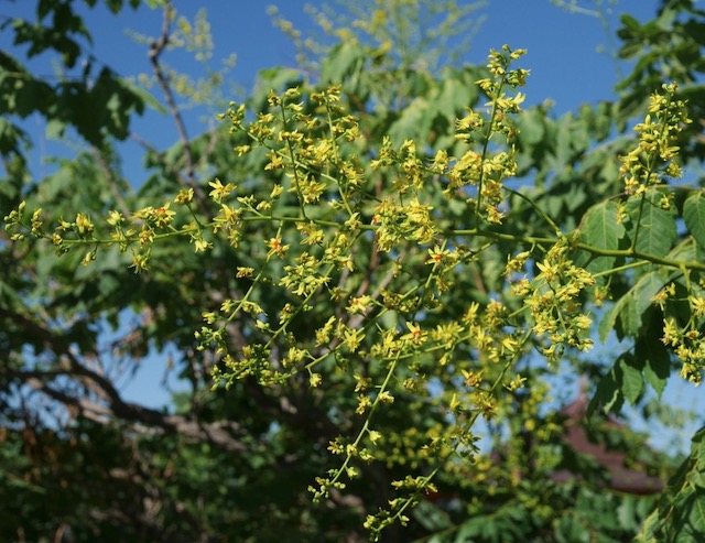 Goldenraintree 木欒子（もくげんじ）panicled goldenraintree -アメリカの木