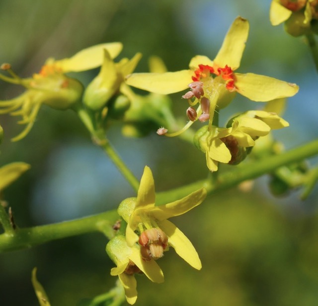 Goldenraintree 木欒子（もくげんじ）panicled goldenraintree -アメリカの木