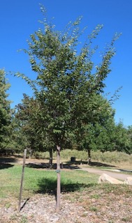 Green Vase Zelkova  ケヤキ アメリカの木