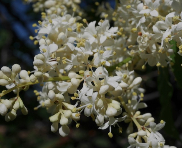 Japanese Tree Lilac ライラック アメリカの樹木 ミニガイド・ミニ図鑑