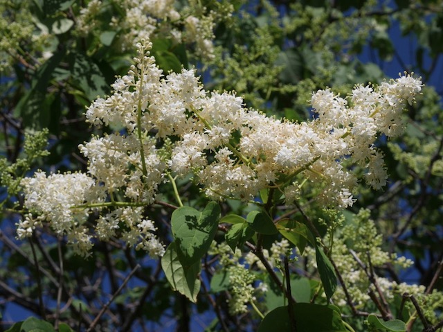 Japanese Tree Lilac ライラック アメリカの樹木 ミニガイド・ミニ図鑑