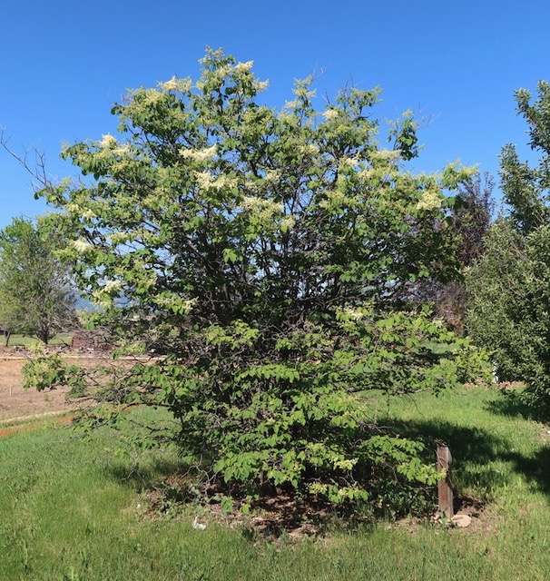 Japanese Tree Lilac ライラック アメリカの樹木 ミニガイド・ミニ図鑑