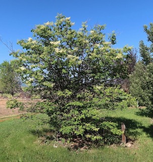 Japanese Tree Lilac