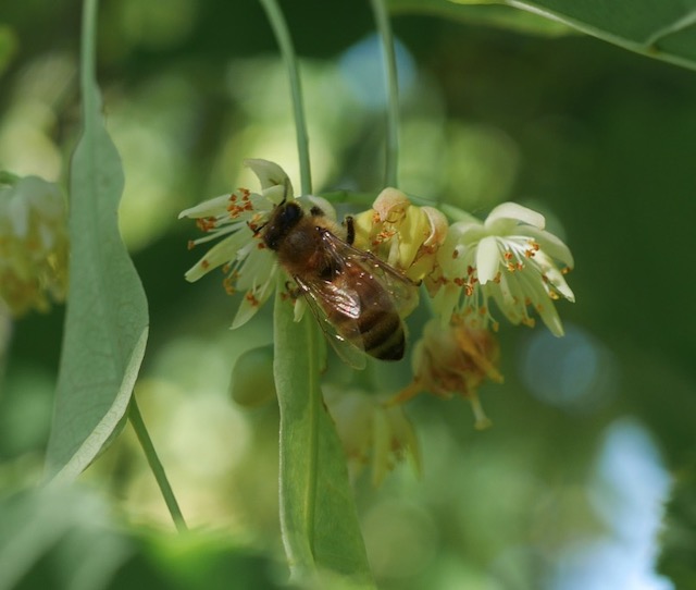 アメリカの木 Linden ボダイジュ