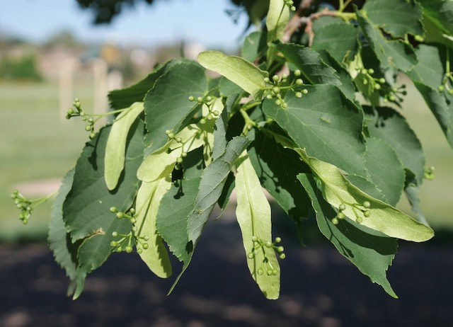 アメリカの木 Linden ボダイジュ American Linden アメリカの樹木 ミニガイド・ミニ図鑑