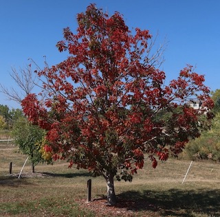 Ohio Buckeye 2020-10