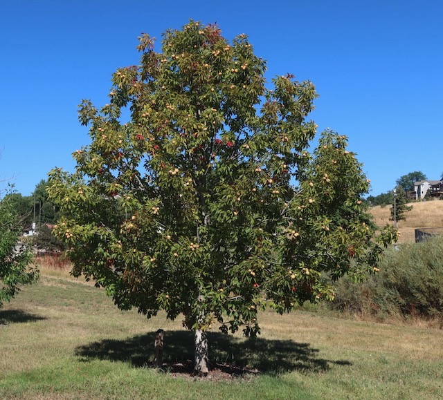 Ohio Buckeye 