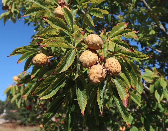 Ohio Buckeye 