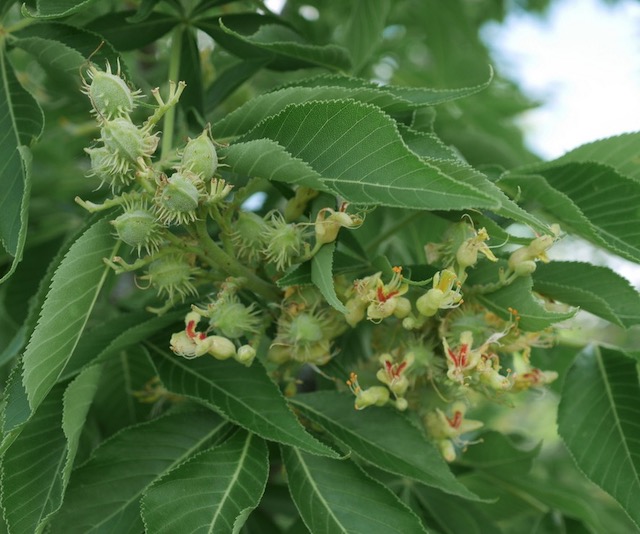 Ohio Buckeye トチノキの花と実