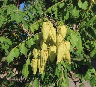 Goldenraintree 木欒子（もくげんじ）panicled goldenraintree -アメリカの木