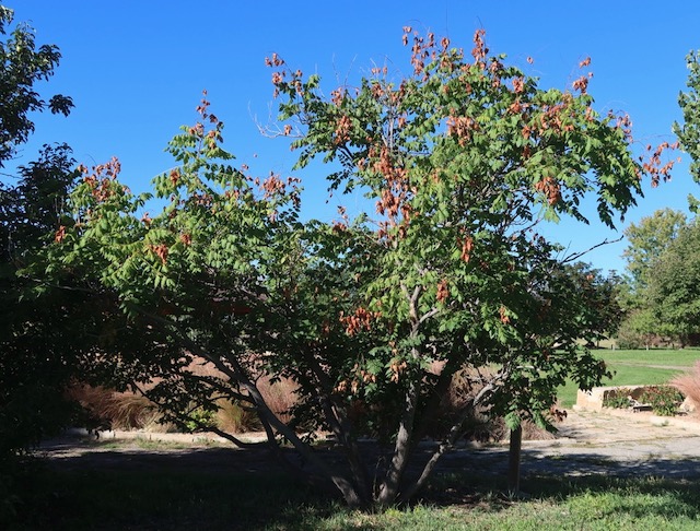 Goldenraintree 木欒子（もくげんじ）panicled goldenraintree -アメリカの木