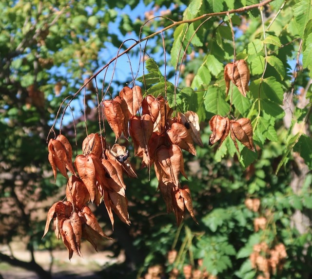 Goldenraintree 木欒子（もくげんじ）panicled goldenraintree -アメリカの木