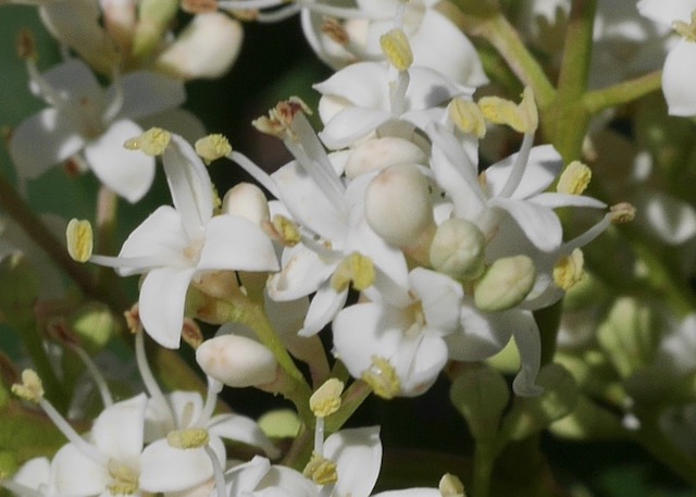 Pekin Tree Lilac ライラック アメリカの樹木 ミニガイド・ミニ図鑑