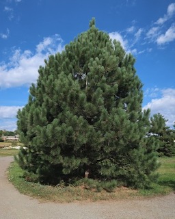 Pine 松  ponderosa pine -アメリカの木