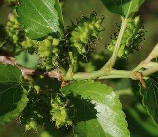 mulberry  桑の実 Russian mulberry -アメリカの木