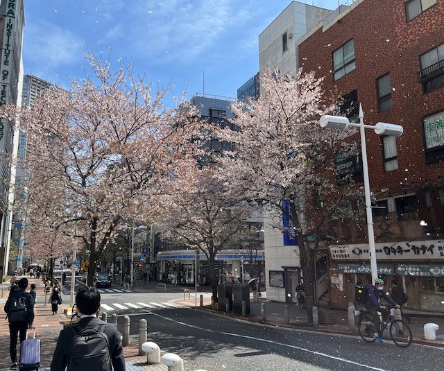 桜の花　東京