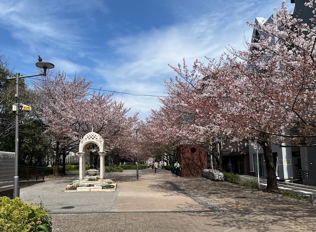 東京の桜　日本入国 ワクチン３回接種で隔離不要 Fast Track