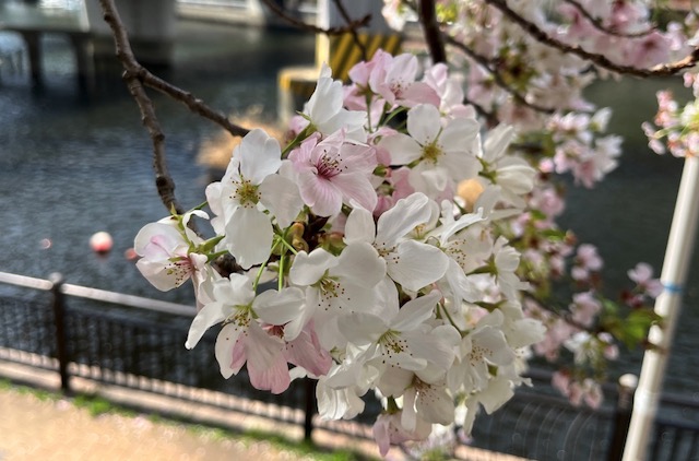 東京の桜　日本入国 ワクチン３回接種で隔離不要 Fast Track