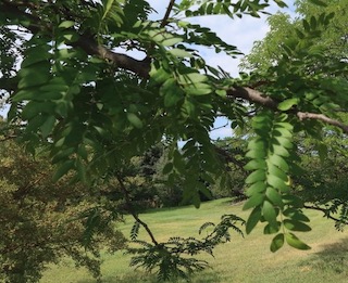 Honeylocust アメリカサイカチ skyline honeylocust -アメリカの木