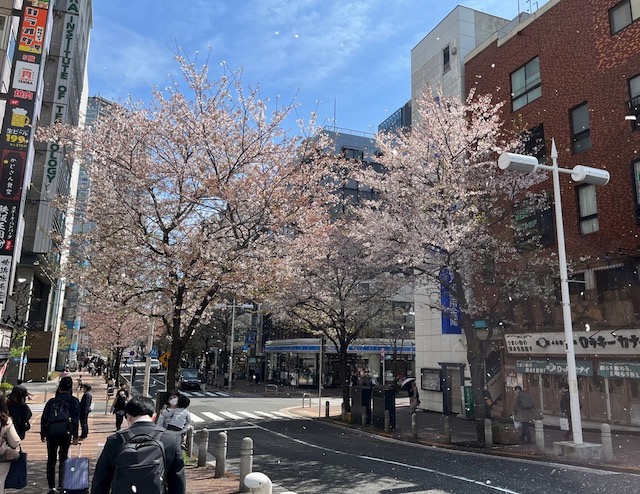 東京の桜　日本入国 ワクチン３回接種で隔離不要 Fast Track