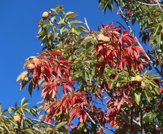 トチノキ 紅葉