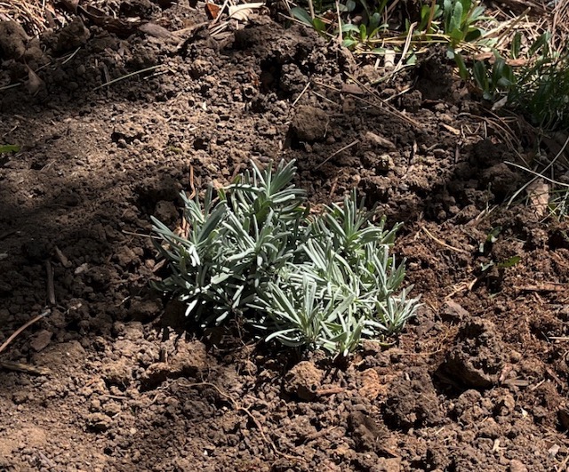 アメリカで植樹　コロラド