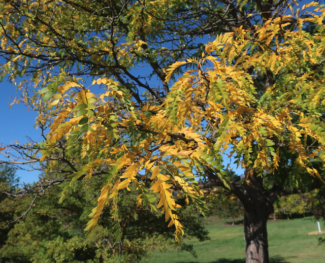 Skyline Honeylocust ハニークラスト