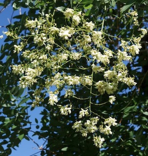 Weeping Japanese Pagodatree エンジュ アメリカの木