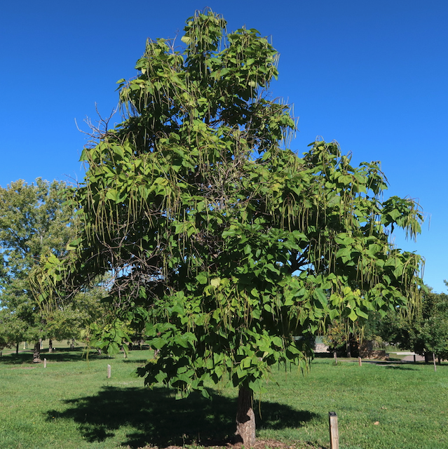 catalpa キササゲ （梓）western catalpa -アメリカの木