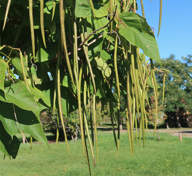 catalpa キササゲ （梓）western catalpa -アメリカの木