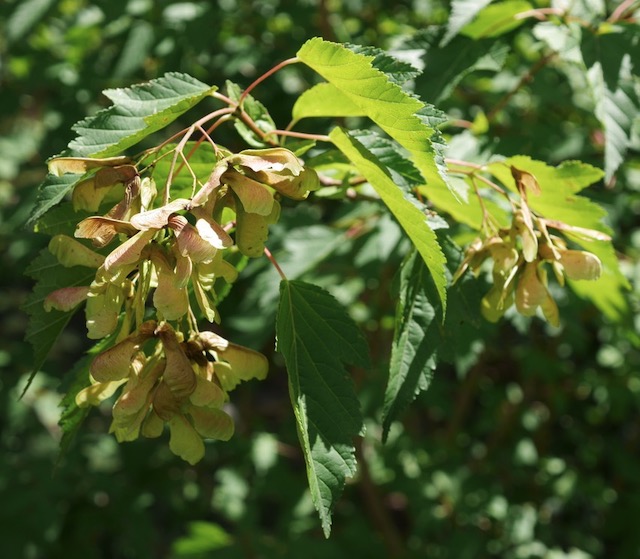 アメリカで植樹 Amur Maple カラコギカエデ 