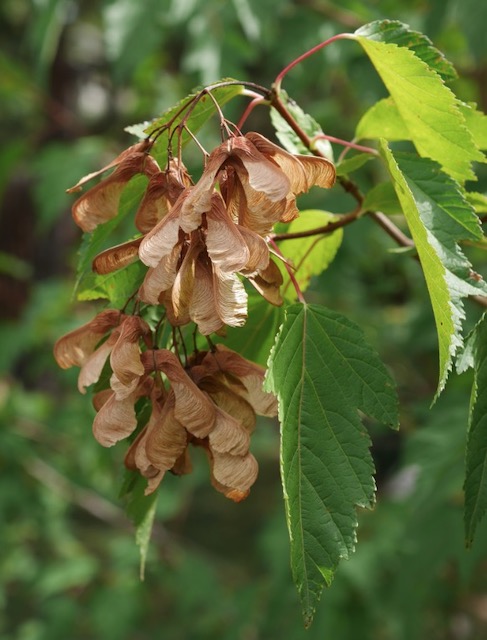 アメリカで植樹 Amur Maple カラコギカエデ 