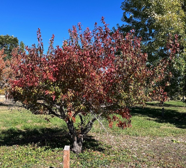 Amur Maple メープル -アメリカの木