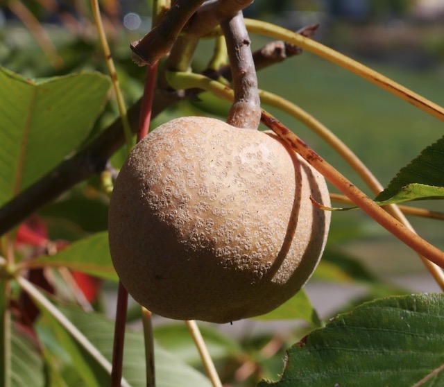 Autumn Splendor Buckeye トチの木 栃の実　-アメリカの木