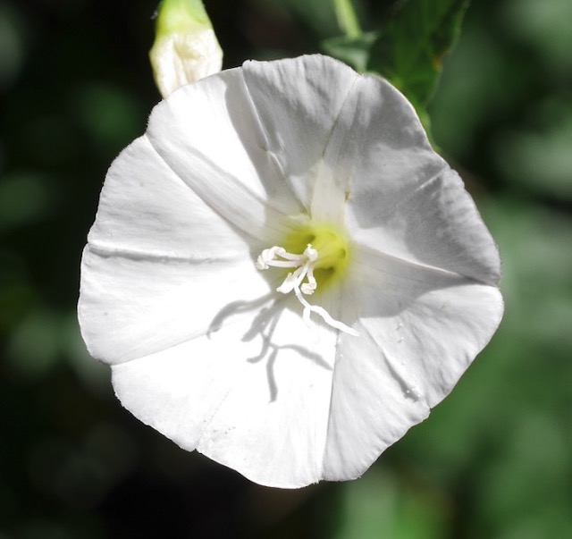 アメリカの雑草 Bindweed