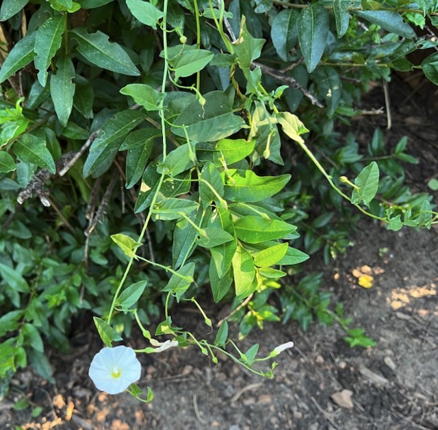 アメリカの雑草 Bindweed