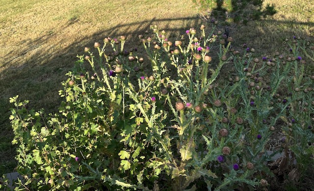 アメリカの雑草 Canada Thistle