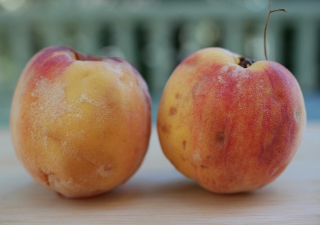 コロラドピーチ アメリカのピーチコブラ（Peach Cobbler）