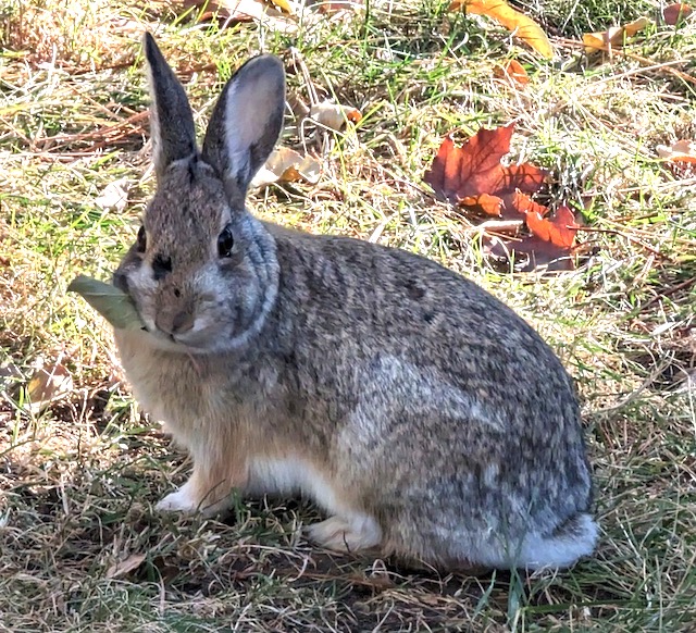 Cotton Tail うさぎ