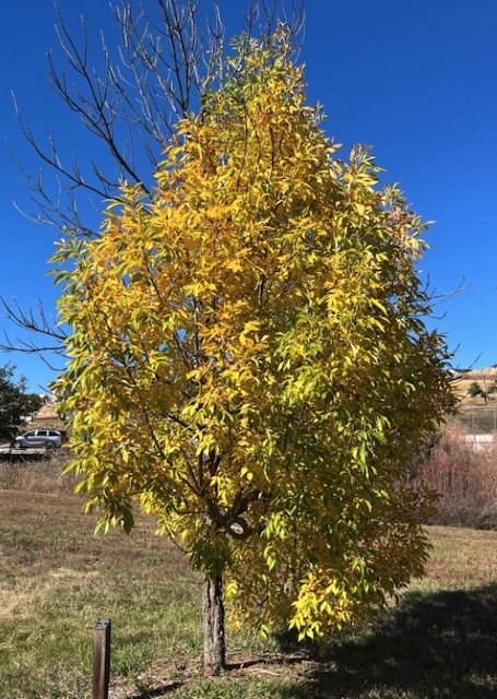 Dakotah Centennial Ash