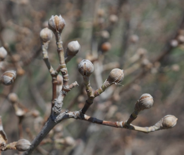 Cornelian Cherry Dogwood アメリカの木　開花前