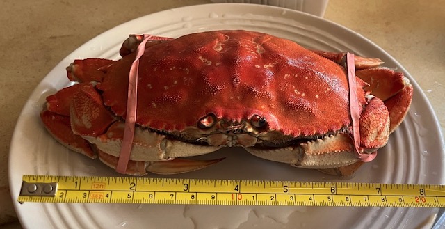 Dungeness Crab　アメリカのカニ　ダンジネスクラブ