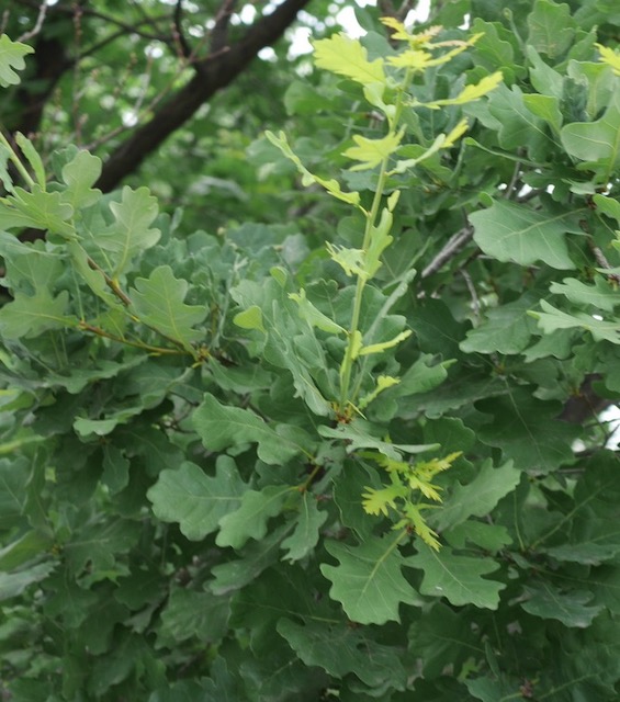 アメリカの木 English Oak