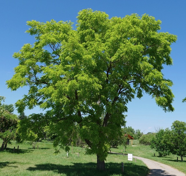 Locust  ニセアカシア frisia golden locust -アメリカの木