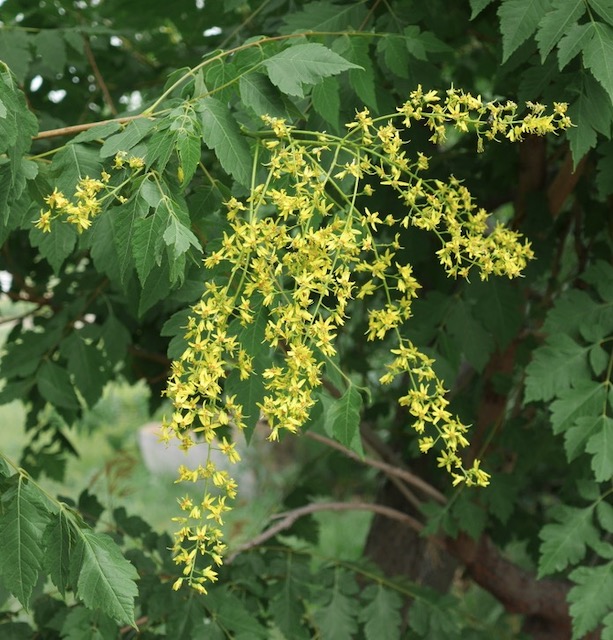 Goldenraintree 木欒子（もくげんじ）panicled goldenraintree -アメリカの木